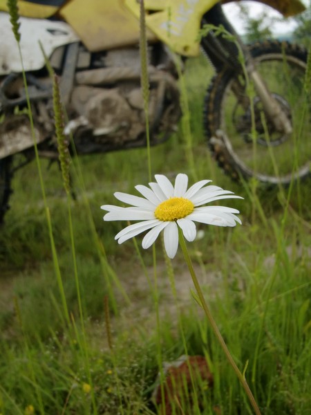 Kép
