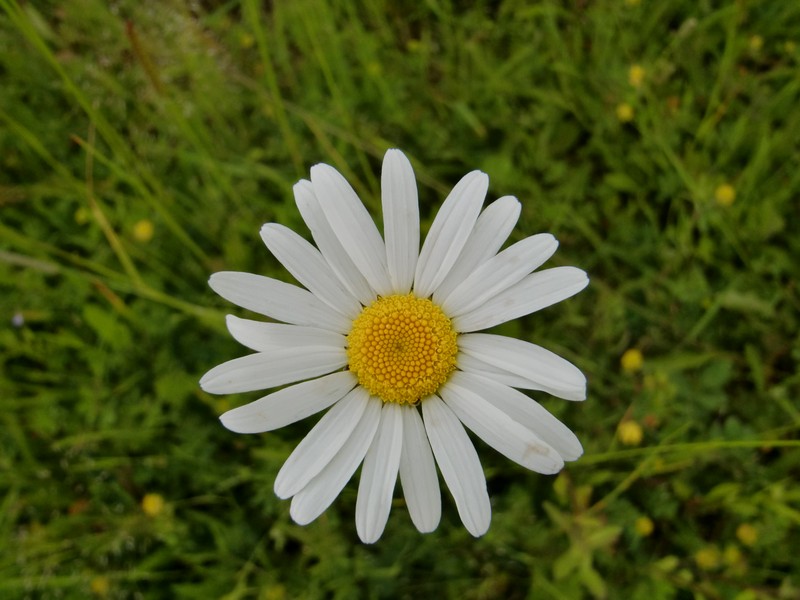 Kép
