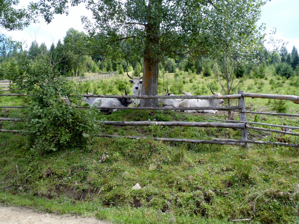 Kép