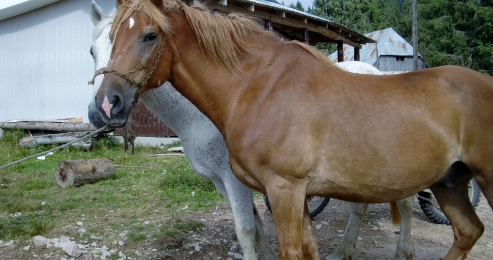Kép