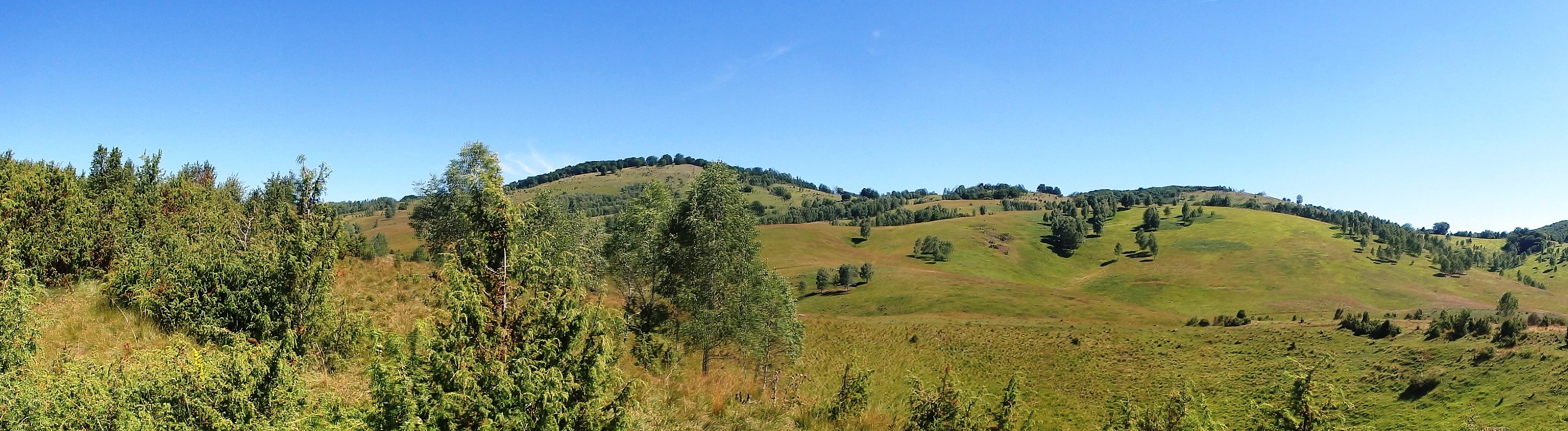 Kép