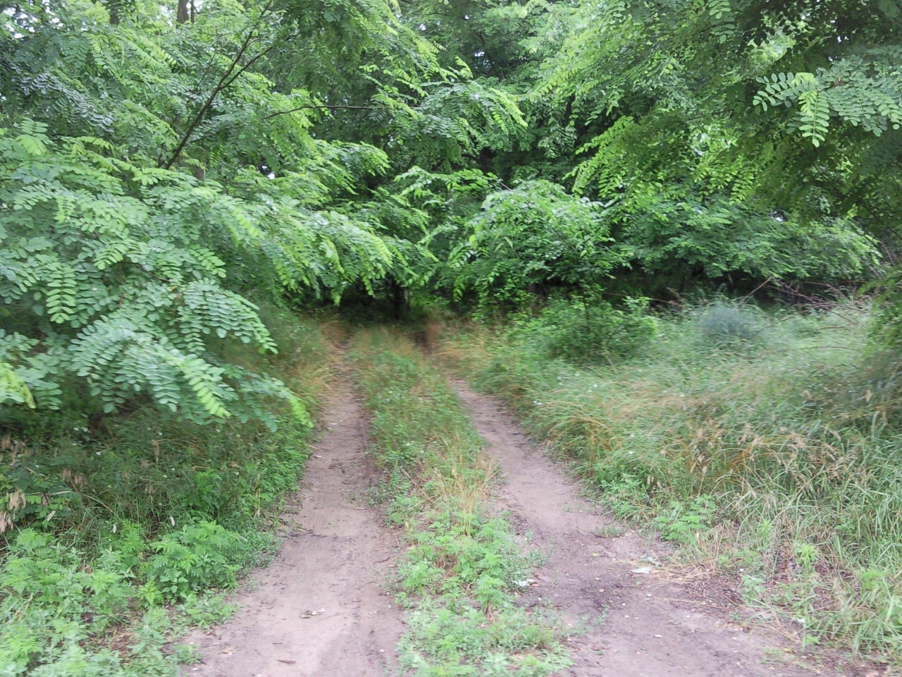 Kép