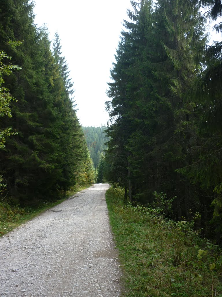 Kép