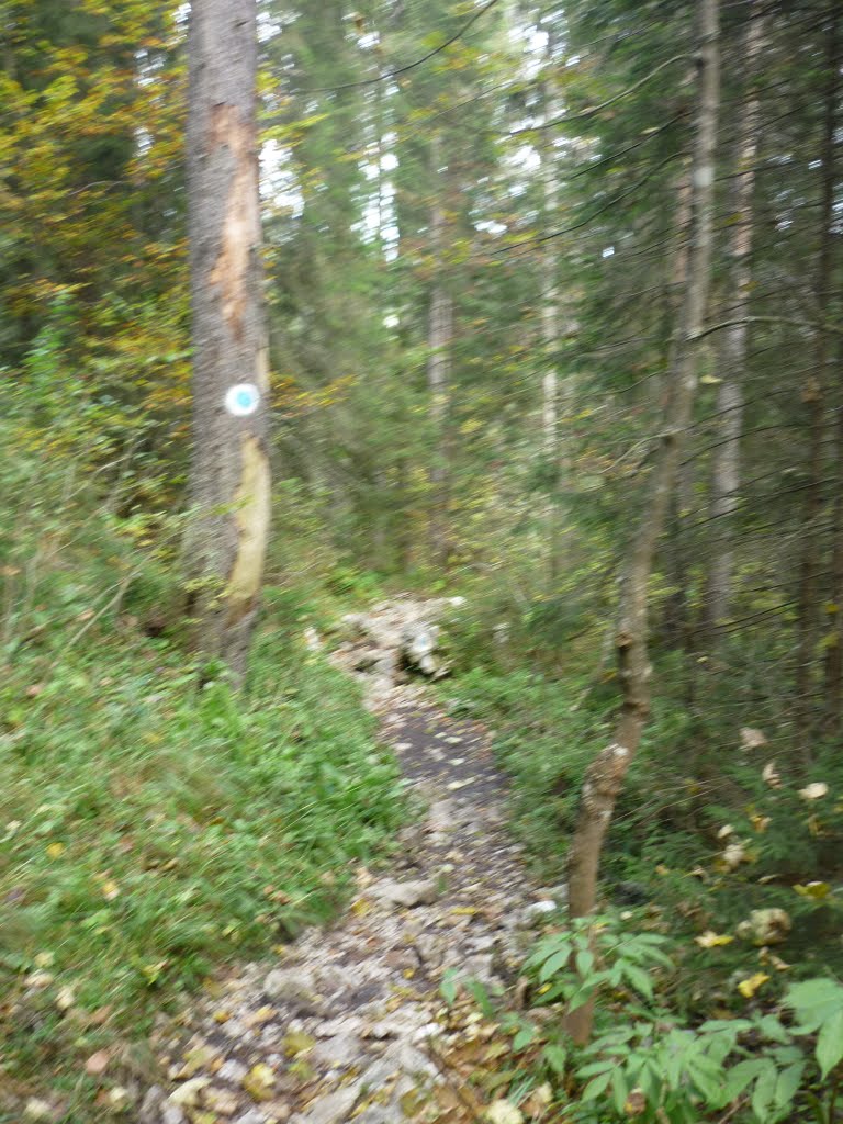 Kép