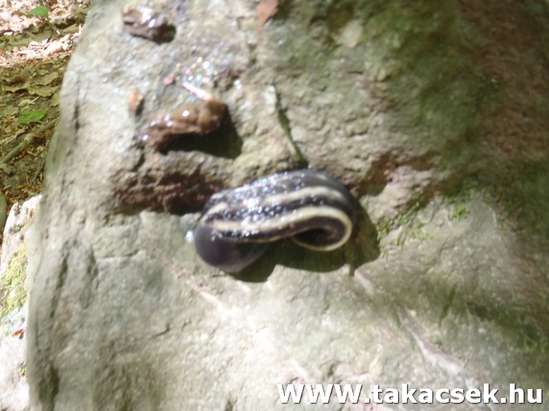 Kép
