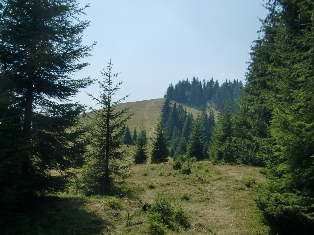 Kép
