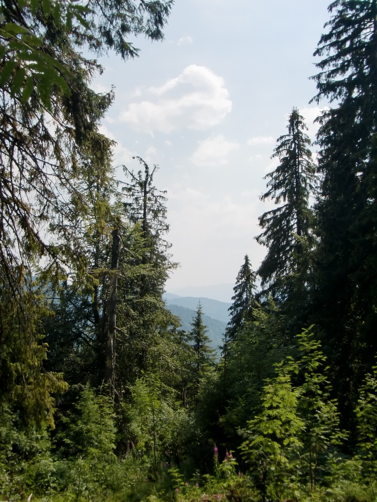 Kép